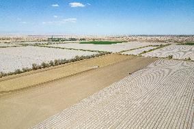 Cotton Sowing in Xinjiang