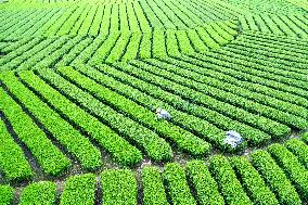 #CHINA-GUYU-FARMING (CN)