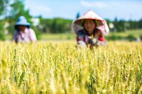 #CHINA-GUYU-FARMING (CN)