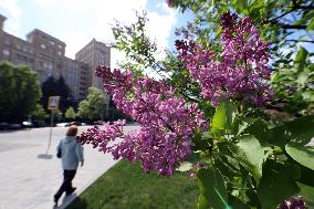 Lilacs bloom in Kharkiv