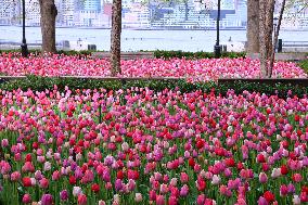 Tulip Garden in New York