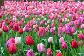 Tulip Garden in New York