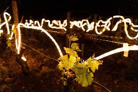Winegrowers of Chassagne Montrachet fight the frost - Cote d'Or