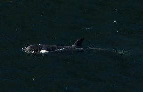 A rescue operation for two-year-old female orca calf - Canada