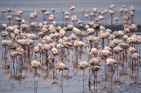 Flamingos Return To Fuente Piedra Lagoon