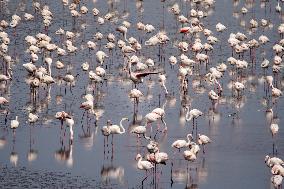 Flamingos Return To Fuente Piedra Lagoon