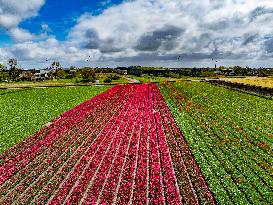 Tulip Fields - Netherlands