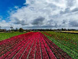 Tulip Fields - Netherlands
