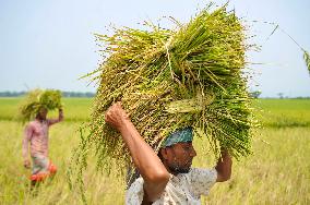 Baishakhi Boro Crop Harvesting - Bangladesh