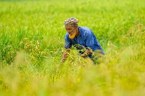 Baishakhi Boro Crop Harvesting - Bangladesh