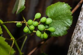 Vitis Vinifera - Cultivation In India