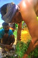 The Chitirai Purnami Tiruvizha Festival - Sumatra