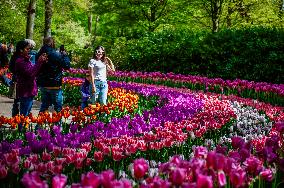 Keukenhof, The Garden Of Europe Celebrates Its 75th Anniversary, The Netherlands.