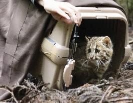 Endangered leopard cat released on western Japan island