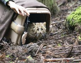 Endangered leopard cat released on western Japan island