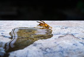 A Thirsty Wasp During The Heatwave In India