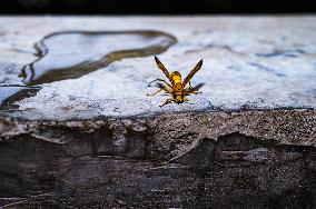 A Thirsty Wasp During The Heatwave In India