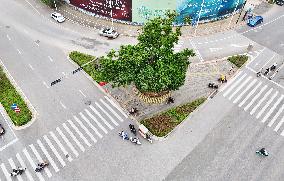 Lychee Ancient Tree Protection in Nanning, China