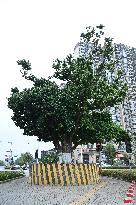 Lychee Ancient Tree Protection in Nanning, China