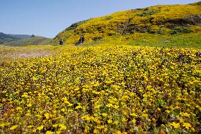 U.S.-CALIFORNIA-SAN MATEO-FLOWERS
