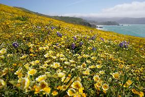 U.S.-CALIFORNIA-SAN MATEO-FLOWERS