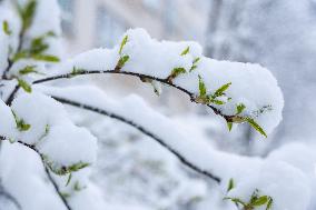 Spring has surprised Estonia with snow