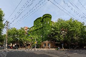 An Exterior Wall of A Building Covered With "Boston ivy" in Shanghai
