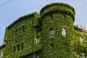An Exterior Wall of A Building Covered With "Boston ivy" in Shanghai