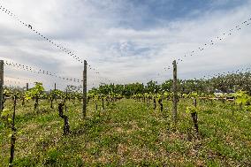 Vineyard In Italy