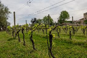 Vineyard In Italy