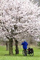 Cherry Blossoms In Brampton, Ontario, Park.