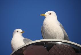 Herring Gulls Or Seagulls In Linkoping, Sweden.