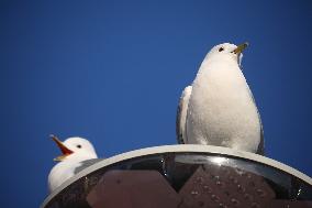Herring Gulls Or Seagulls In Linkoping, Sweden.