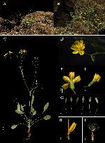 CHINA-GUIZHOU-NEW-ASTERACEAE SPECIES-DISCOVERED (CN)