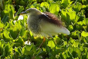Indian Pond Heron - India