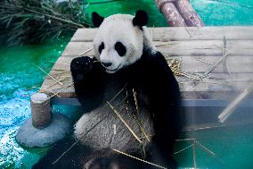 CHINA-GANSU-LANZHOU-WILD ANIMAL PARK-GIANT PANDA (CN)
