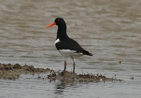 Rainham Marshes Nature Reserve