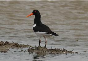 Rainham Marshes Nature Reserve