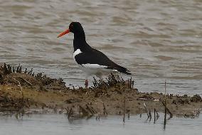 Rainham Marshes Nature Reserve