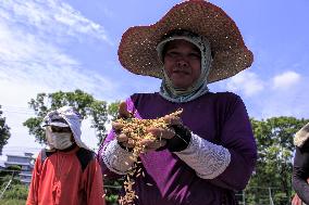 Indonesia Harvest Season