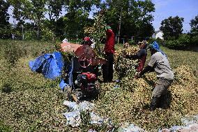 Indonesia Harvest Season