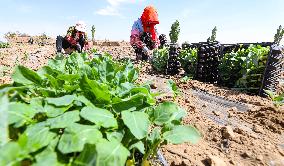Plateau Summer Vegetable Planting Base in Zhangye