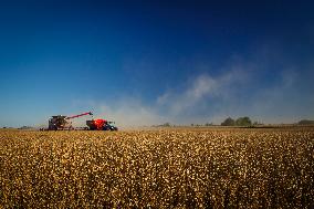Soybean Harvest In Argentina