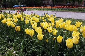 Tulips in Dnipro