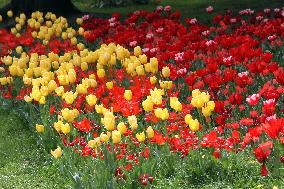 Tulips in Dnipro