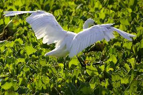 Egret Heron Seeking Food - India