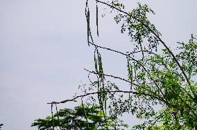 The Miracle Tree Moringa