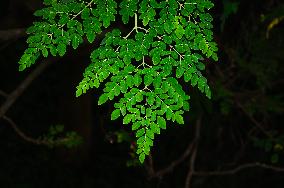 The Miracle Tree Moringa