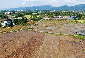 Farmers Plow Taro Fields in Zixing