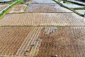 Farmers Plow Taro Fields in Zixing